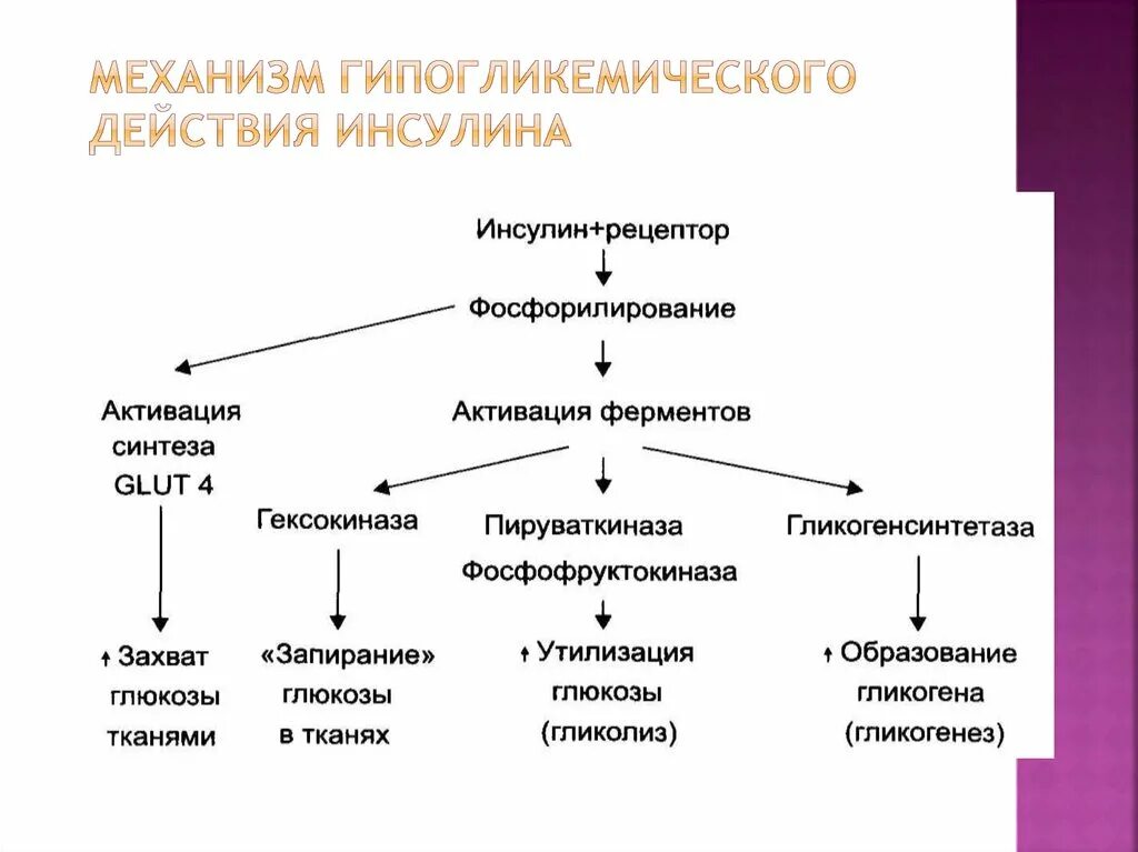 Инсулин относится к группе. Механизм действия инсулина биохимия схема. Механизм действия инсулина биохимия гормоны. Механизм гипогликемического действия инсулина фармакология. Механизм действия инсулина схема.