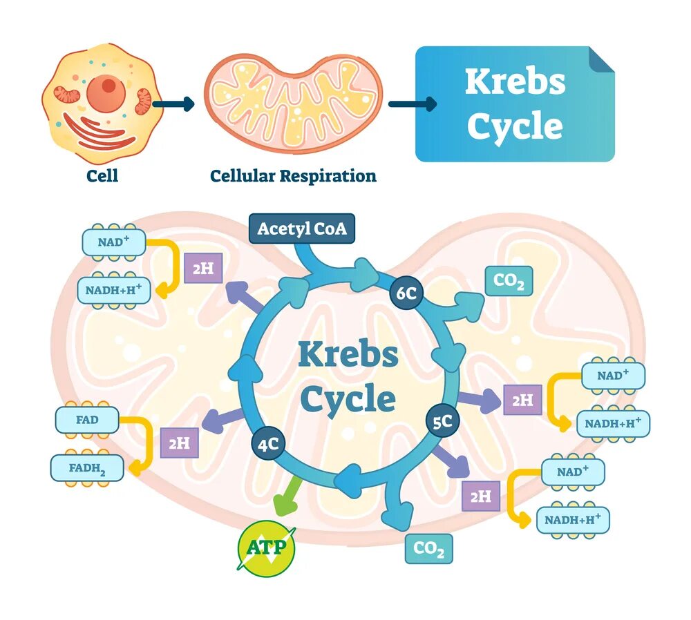 Цикл кребса в митохондриях. Клеточное дыхание и цикл Кребса. Схема клеточного дыхания цикл Кребса. Кребса цикл Кребса и митохондрии.