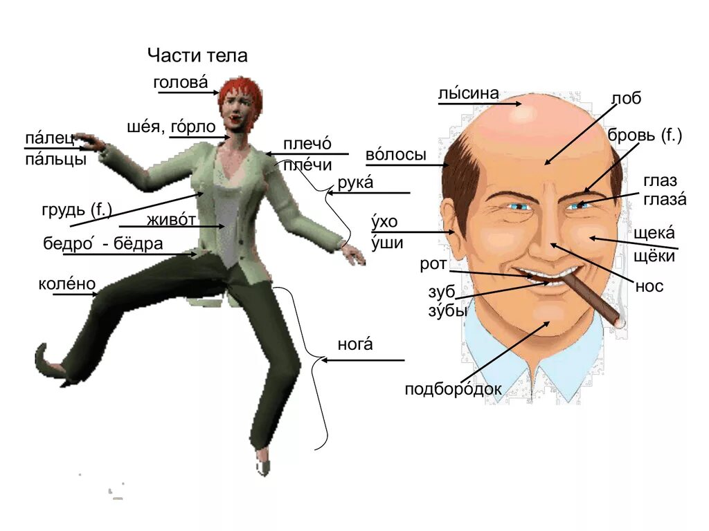 Части тела голова. Части тела человека лицо. Части тела головы на английском. Части лица человека названия на русском. Пальцы рук и мозг