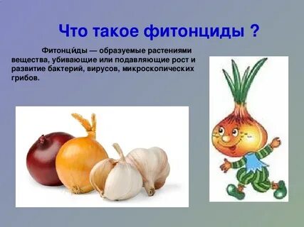 Фитонциды что это