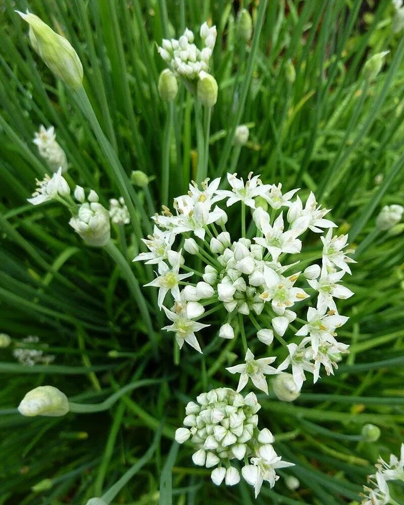 Лук китайский чеснок. Аллиум tuberosum. Семена лук душистый джусай. Джусай это лук полевой. Лук-слизун.