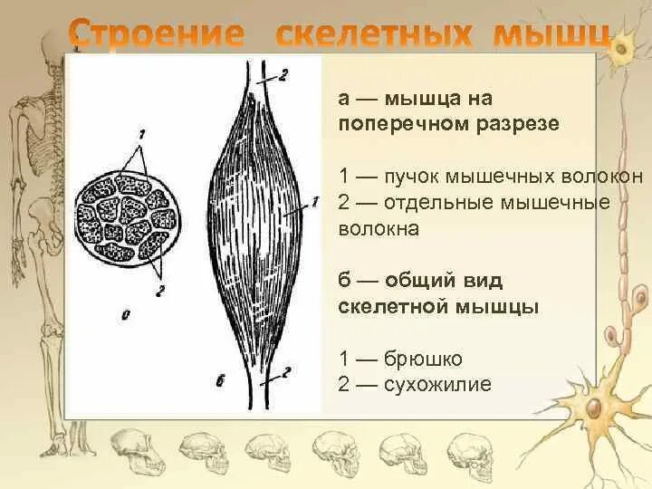 Брюшко функции