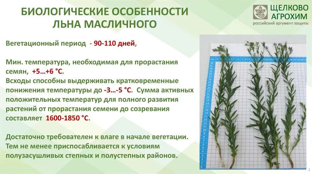 Лен особенности строения. Технология возделывания льна. фазы вегетации льна масличный. биологические особенности льна. фазы развития льна масличного.