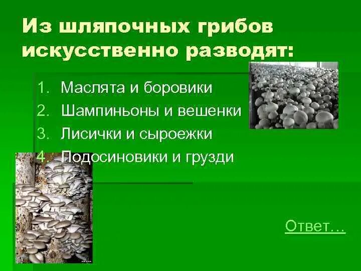 Из шляпочных грибов искусственно разводят. Сообщение об искусственно выращиваемых грибах. Шляпочные грибы не выращиваются в искусственных условиях. Краткая характеристика искусственно выращиваемых грибов. Почему нельзя растить