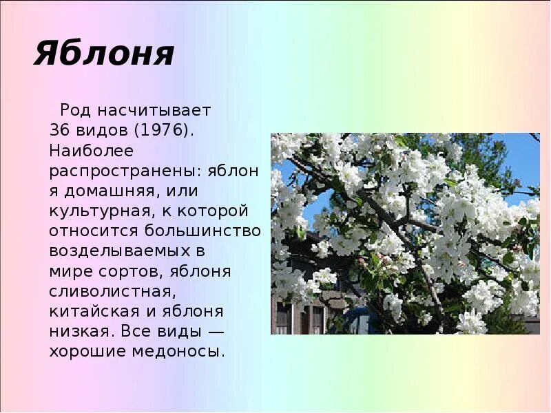 Яблоня какой класс. Яблоня домашняя вид род семейство. Яблоня домашняя, яблоня культурная.. Яблоня род листопадных деревьев. Яблоня для презентации.