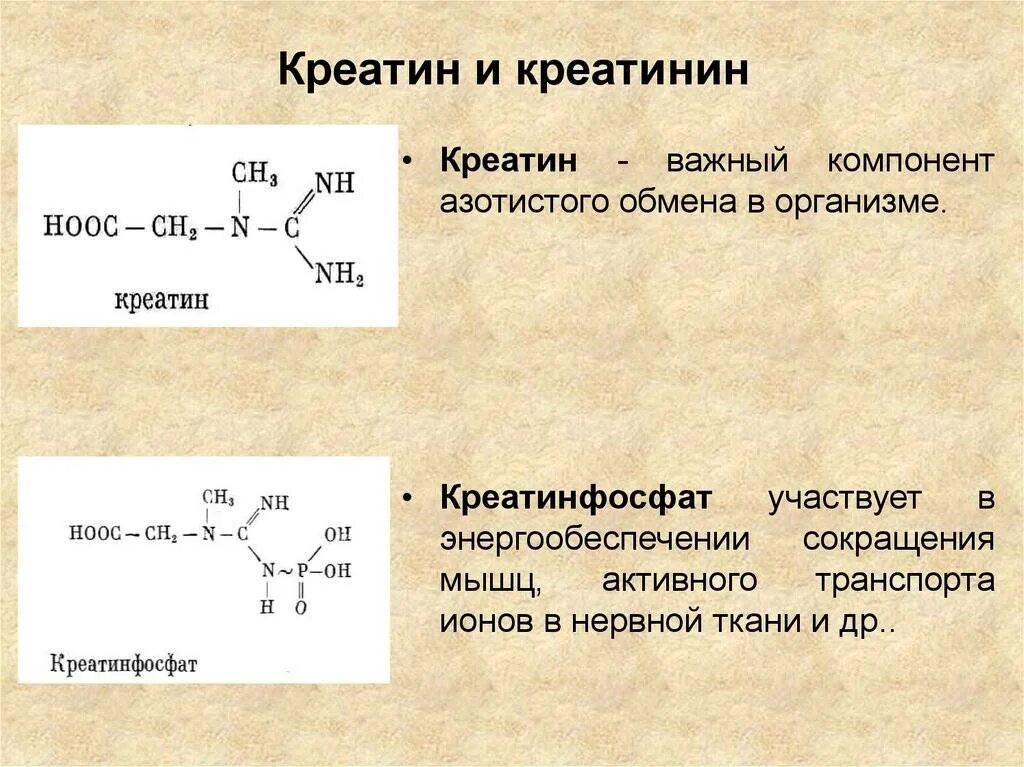 Креатинин что это простыми словами