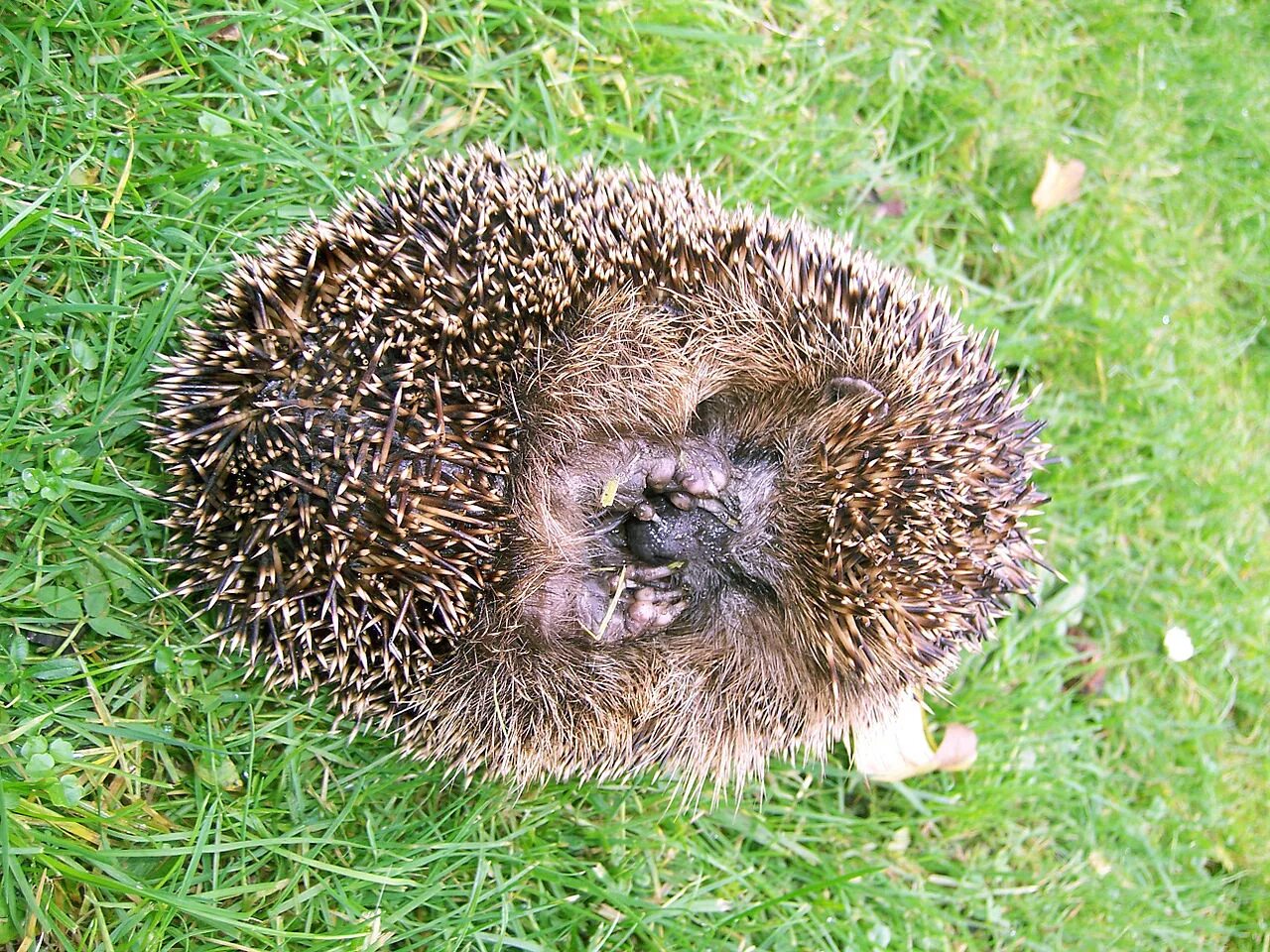 Какого порядка еж. Erinaceus europaeus. Обыкновенный ёж. Европейский Ежик. Обычный еж.