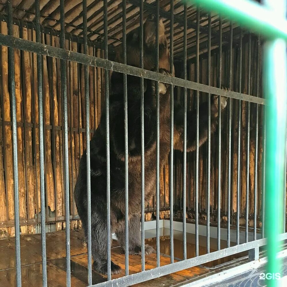 Самарский зоопарк ново садовая 146. Самарский Зоологический парк. Самарский зоопарк Самара. Ново Садовая 146 Самара зоопарк. Зоопарк в Самаре на Ново садовой.