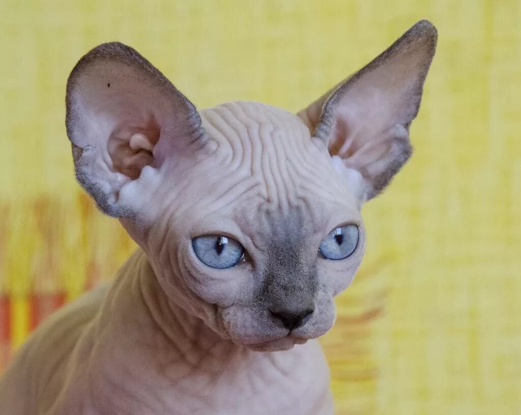 сфинкс (порода кошек). донской сфинкс маленький. канадский сфинкс волосяной покров. донской сфинкс пятнистый. донской сфинкс браш.