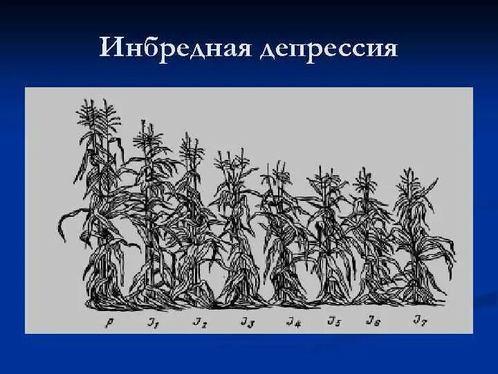 Выведение чистой линии растений. Инбридинг и инбредная депрессия. Инбридинг депрессия. Депрессия при близкородственных скрещиваниях. Инбредная депрессия у растений.