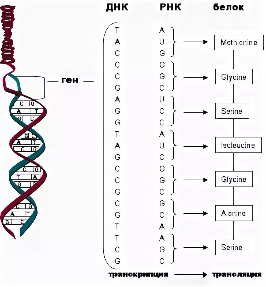 Транскрипция и трансляция ДНК И РНК. Транскрипция и трансляция ДНК схема. Схема взаимосвязи между процессами ДНК ИРНК белок. Транскрипция ДНК В биологии схема. Днк в соединении с белком