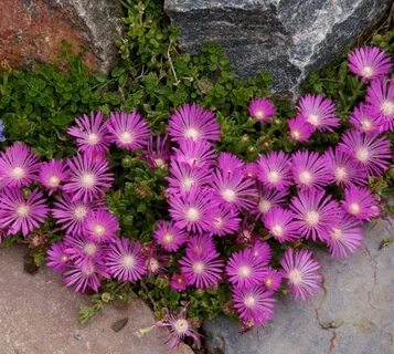 Ice plant