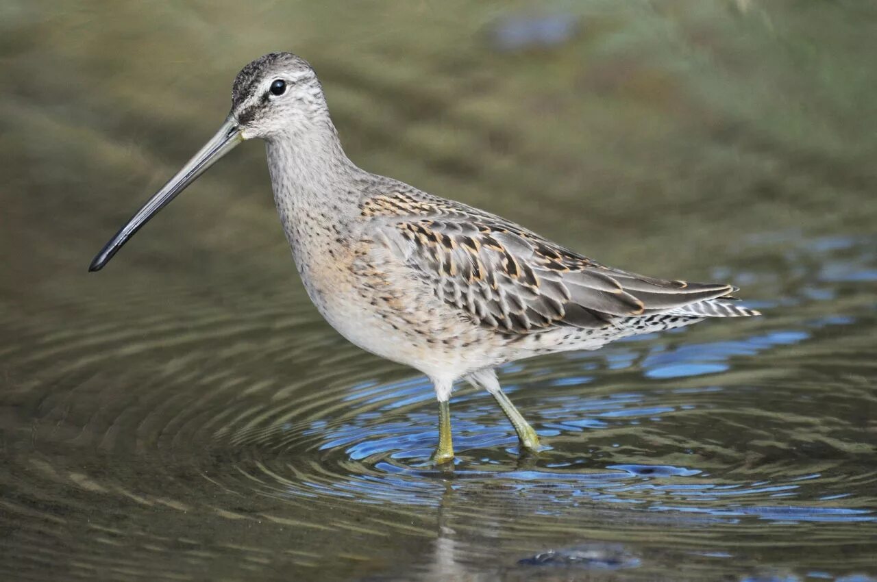 кулик куликово