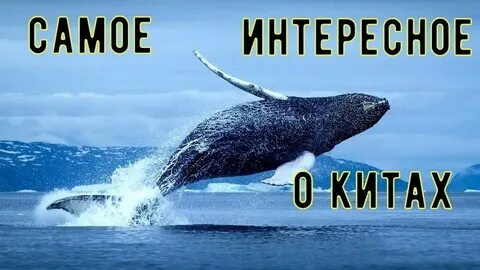 Интересный кит