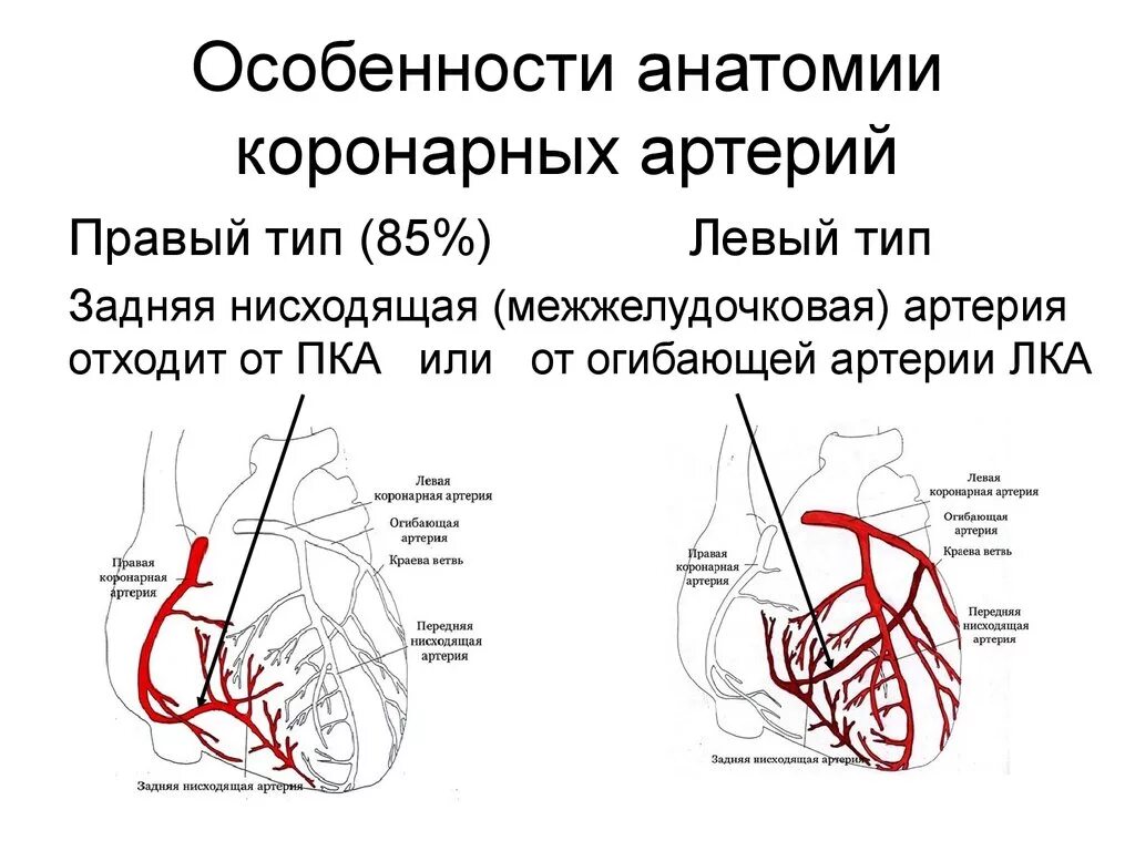 Коронарные артерии кровоснабжают. Задняя нисходящая артерия кровоснабжает. Коронарография анатомия. Правая коронарная артерия схема. Анатомия коронарного кровоснабжения.