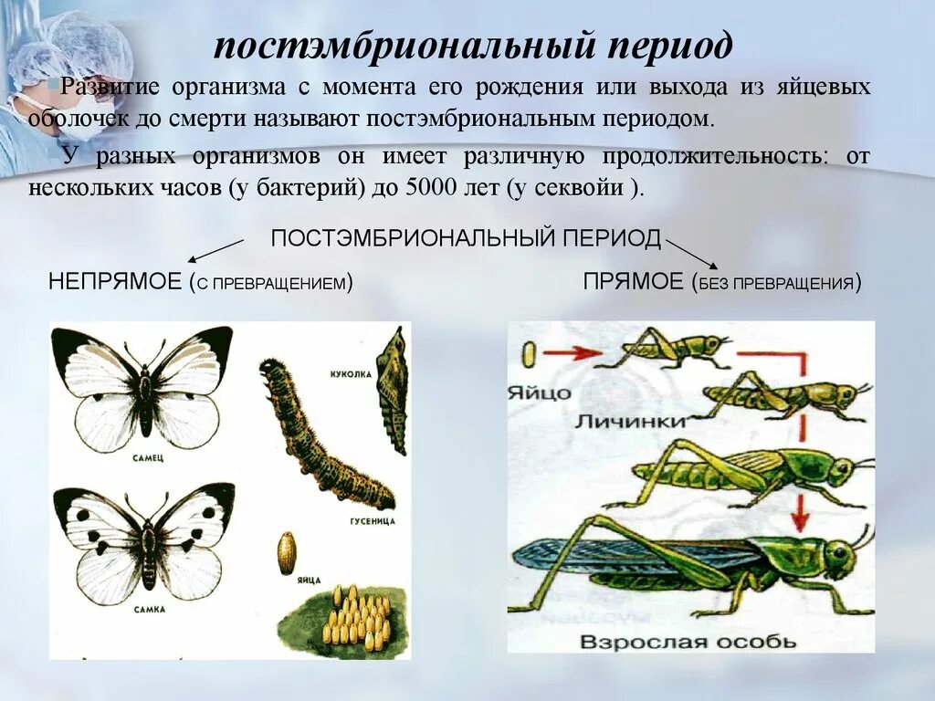 Постэмбриональный период развития прямое и Непрямое развитие. Постэмбриональный период развития организма. Постэмбриональный период онтогенеза схема. Виды непрямого постэмбрионального развития.