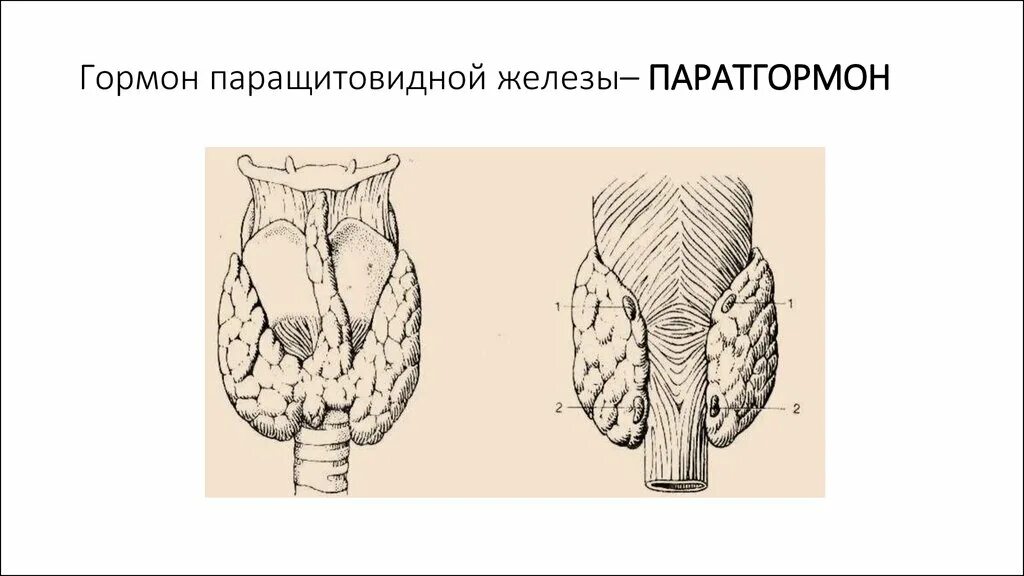 Паращитовидные железы гормоны. Гормоны паращитовидной железы паратгормон. Паращитовидная железа анатомия рисунок. Щитовидная и паращитовидная железа животных. Паратиреоидная околощитовидная железа.