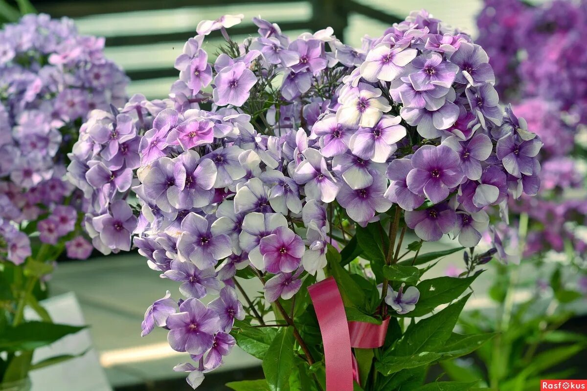 Флокс флокс модница. Флокс метельчатый цветок. Т флокс. Виндзор. Флокс амарантризе.