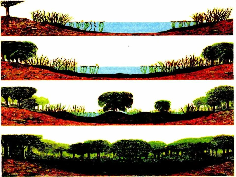 Трансформированная экологическая система. Трансформация экосистем. Фрагментация экосистем. Трансформации экологических систем. Трансформация экосистем.