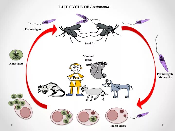 Жизненный цикл возбудителя. Кожный лейшманиоз жизненный цикл. Цикл развития лейшмании. Лейшмания Тропика жизненный цикл. Leishmania Tropica жизненный цикл.