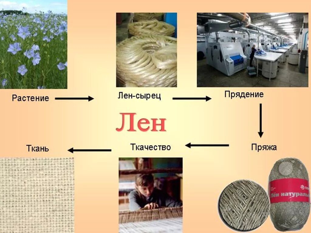 Лён как делают ткань. Как из льна делают ткань. Лён растение. Волокна растительного происхождения. Для изготовления ткани используют