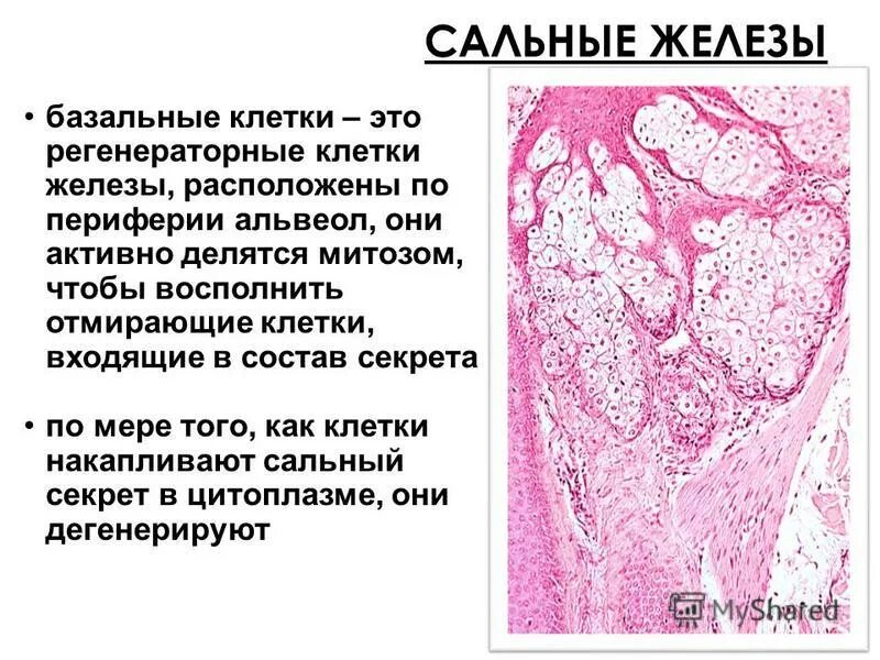 Семенные пузырьки гистология. Концевые отделы гистология. Околоушная слюнных желез гистология. Функция желез гистология. Строение поджелудочной железы гистология.