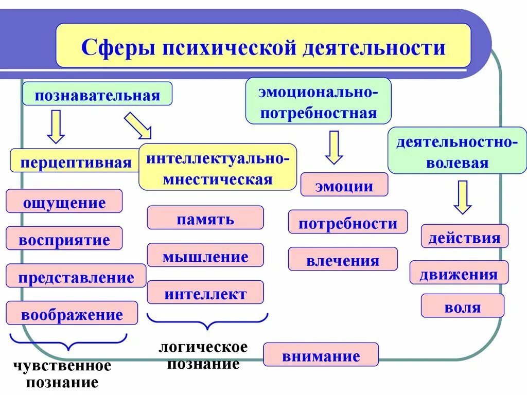 Высший процесс познавательной деятельности человека. Сферы психической деятельности. Психическая деятельность человека. Структура психической деятельности человека. Общая схема психической деятельности человека.