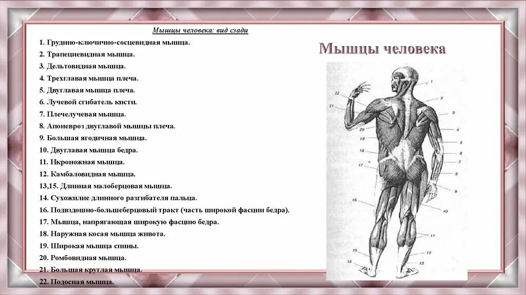 Биология 8 класс информация. Мышечная система человека 8 класс. Мышцы человека строение и функции. Мышечная система человека строение мышц. Мышечная система человека 8 класс биология.