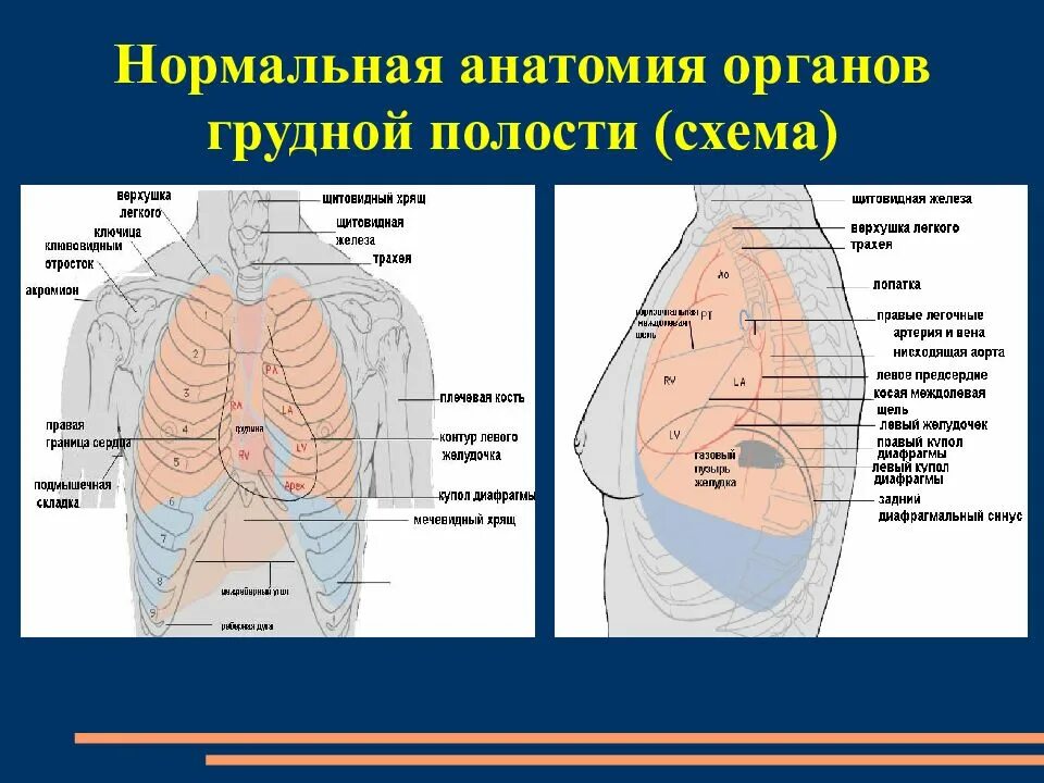 Сердце грудной полости. Грудная клетка и органы внутри. расположение органов грудной полости. строение грудной полости человека. анатомия грудности полости.