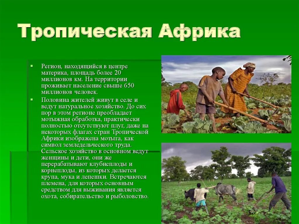 Хозяйство тропической Африки. Тропическая Африка. Народы тропической Африки. Население тропической Африки.