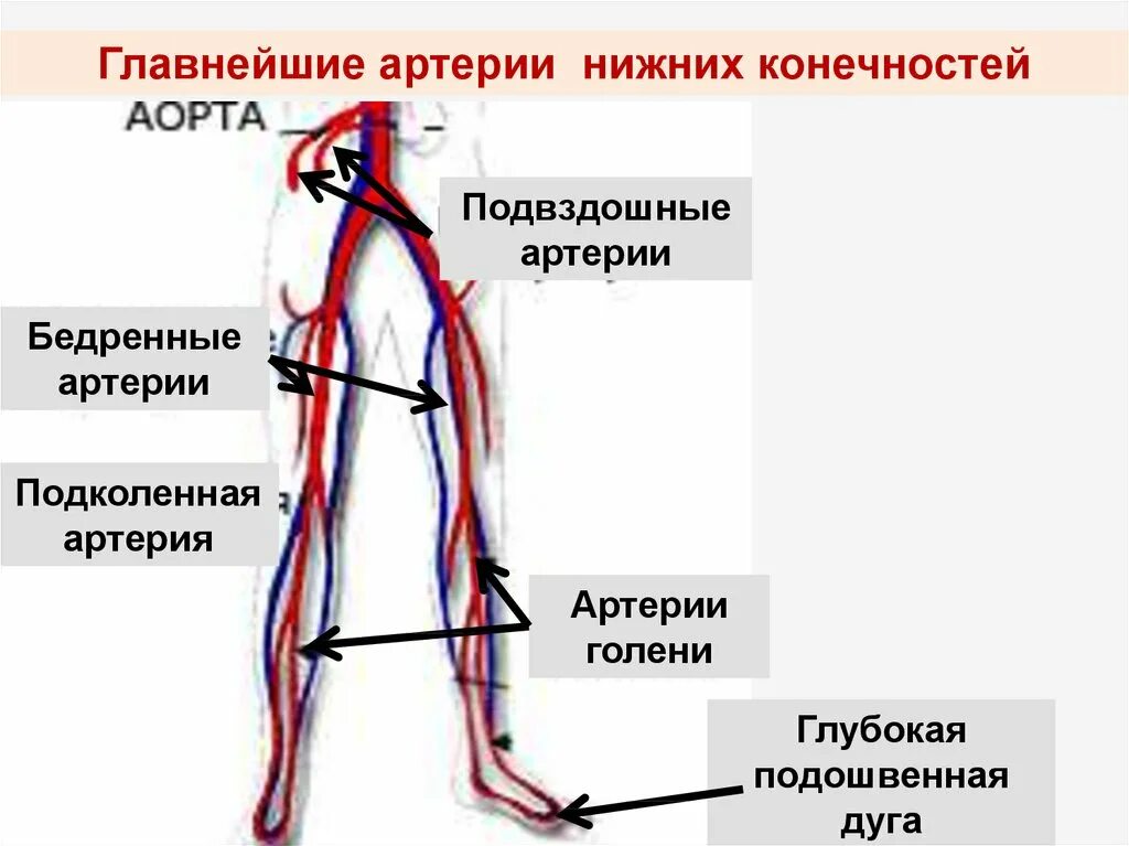 Ветви бедренной артерии анатомия. Внутренняя подвздошная артерия схема. Кровоснабжение бедра схема. Схема кровоснабжения конечностей. Артерии нижней конечности бедренная