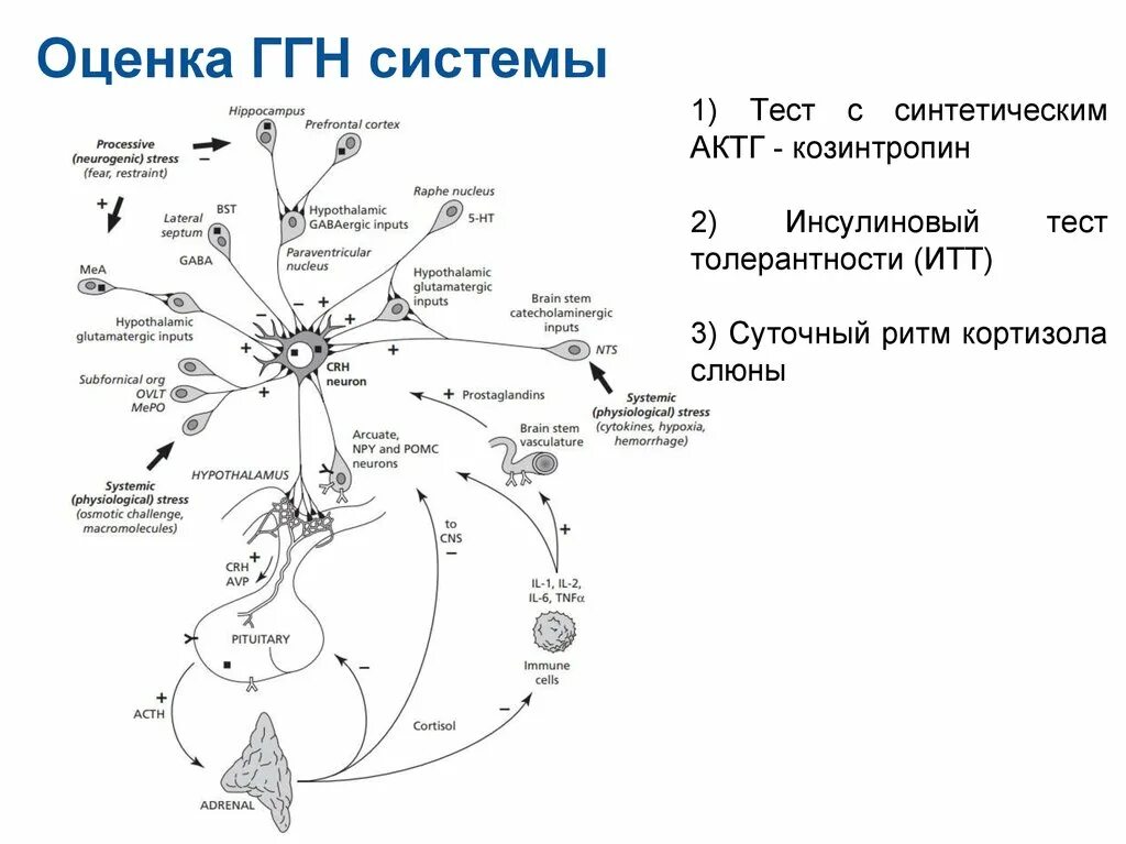 Схема гипоталамо-гипофизарно-адренокортикотропной системы. Гипоталамо-гипофизарно-надпочечниковая ось. Гипоталамо-гипофизарная система схема. Гипоталамус гипофиз надпочечники ось.