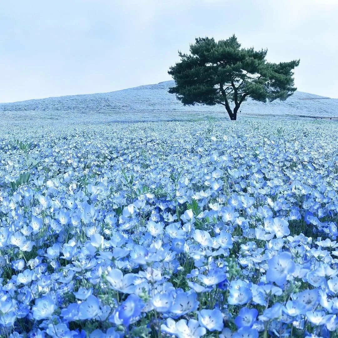 Парк Хитачи немофила. Цветы немофила национальный Приморский парк Хитачи, Япония. Голубая немофила в парке Хитачи, Япония. Парк Хитачи, Япония голубые цветы.
