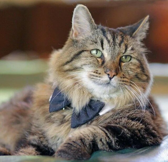 Feliz cumpleaños gato abuelito! Funny animal memes, Funny cat pictures, Funny an