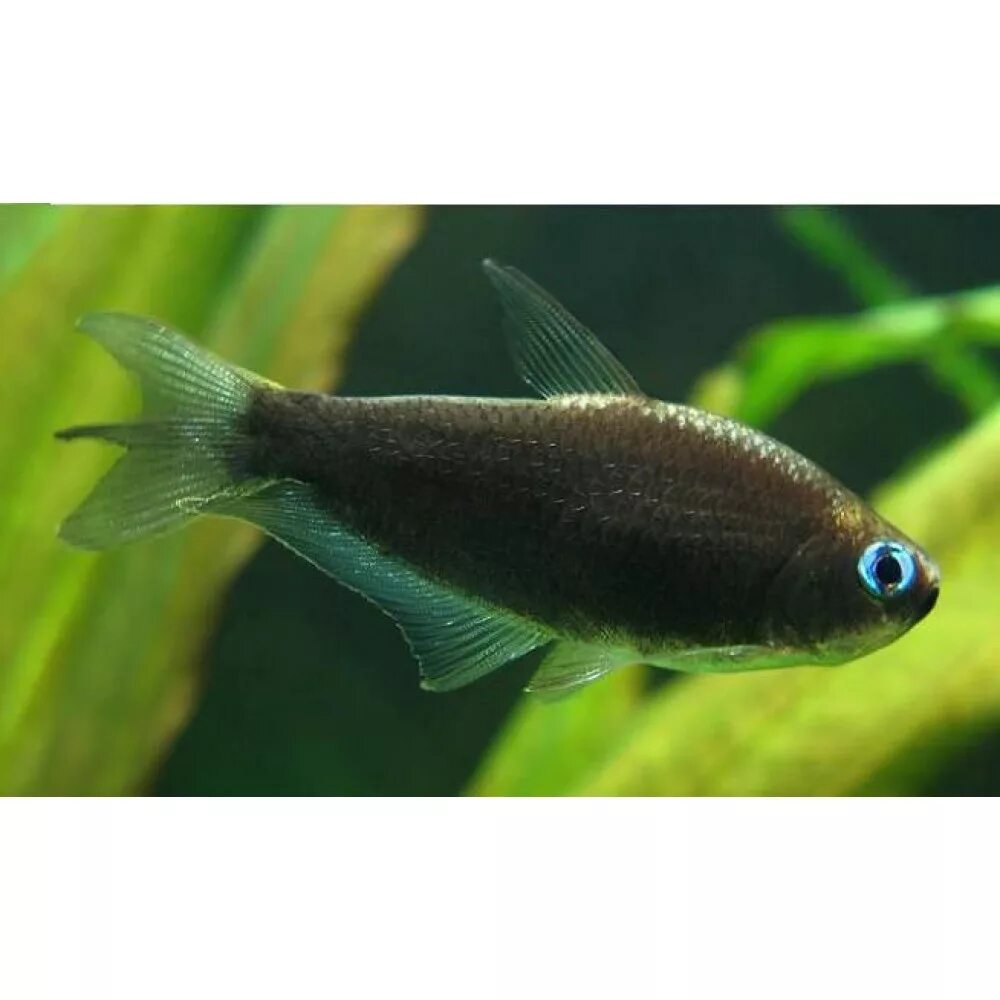 Hyphessobrycon elachys. Тетра колумбийская сапфировая. Тетра золотая рыбка аквариумная. Тетра королевская пальмери. Тетра бриллиантовая рыбка аквариумная.