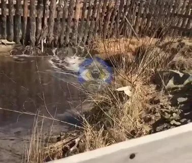 Погода смоленка забайкальский край