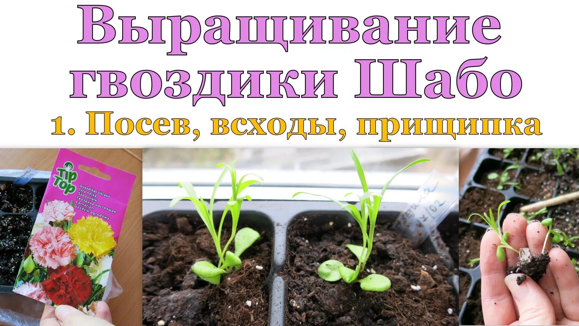 Посев гвоздики на рассаду в домашних условиях. Гвоздика Шабо пикировка. Гвоздика Садовая Шабо рассада. Гвоздика Шабо пикировка рассады. Гвоздика Шабо прищипывание рассады.