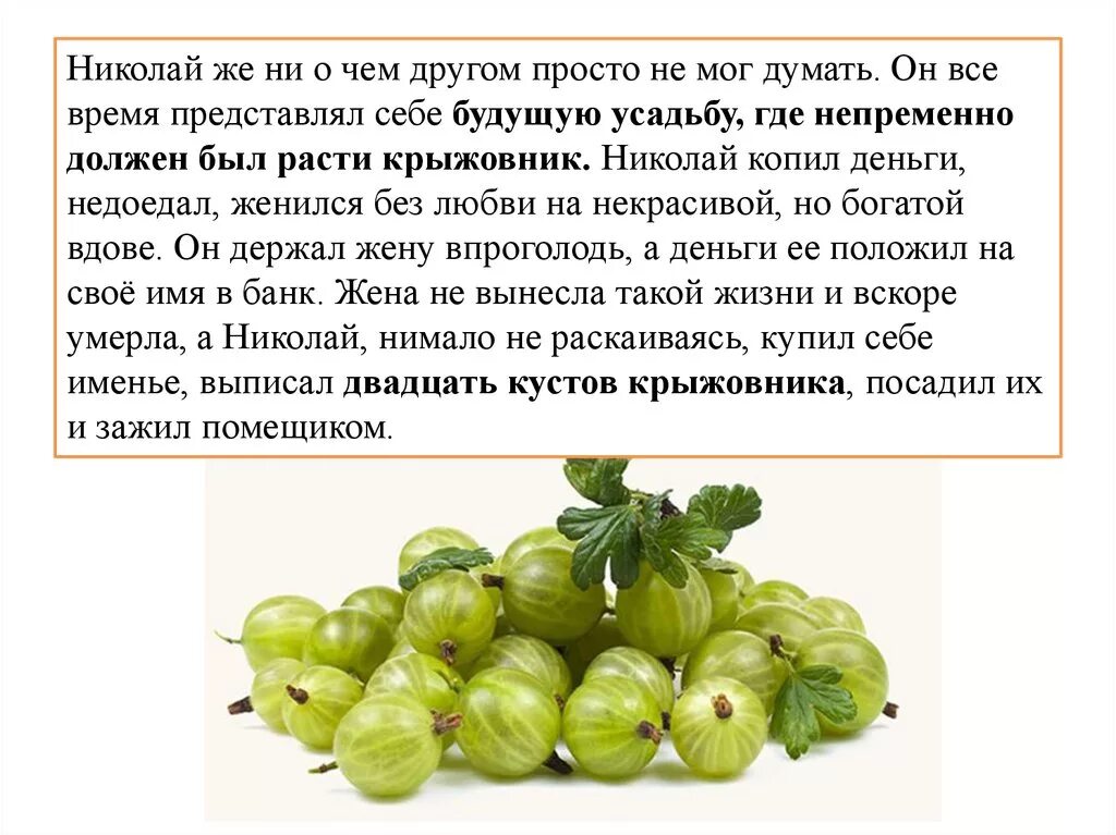 Подробное краткое содержание крыжовник. Крыжовник презентация. строение крыжовника. интересные факты про крыжовник для детей. чем полезен крыжовник для организма человека.