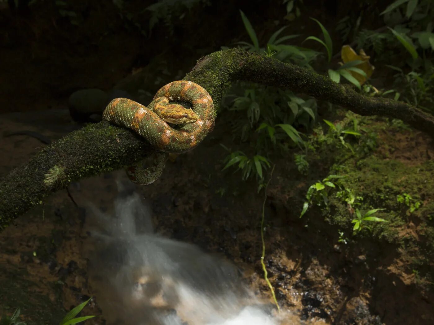 Лесной змеи 2. Змеи в джунглях. Змеи в природе. Змеи Эстетика. Змея Эстетика на природе.