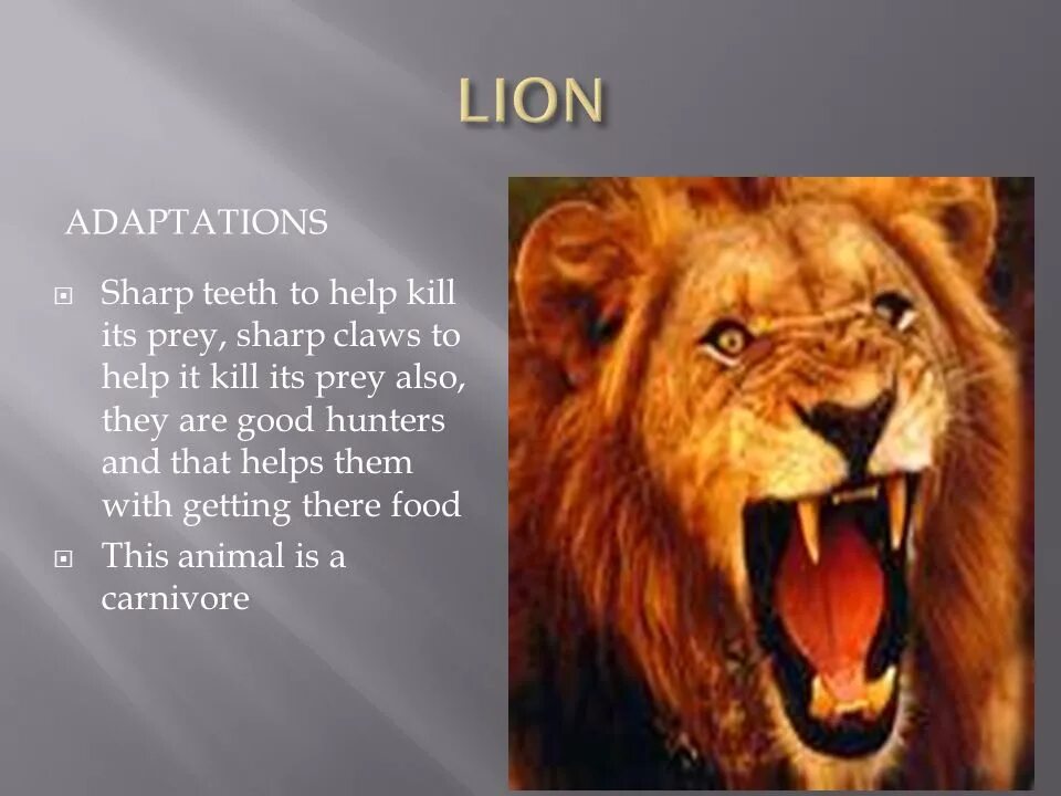 Когти медведя. Орлиные когти. Карта покемон hp 724. Sharp claws перевод. Sharp claws перевод.