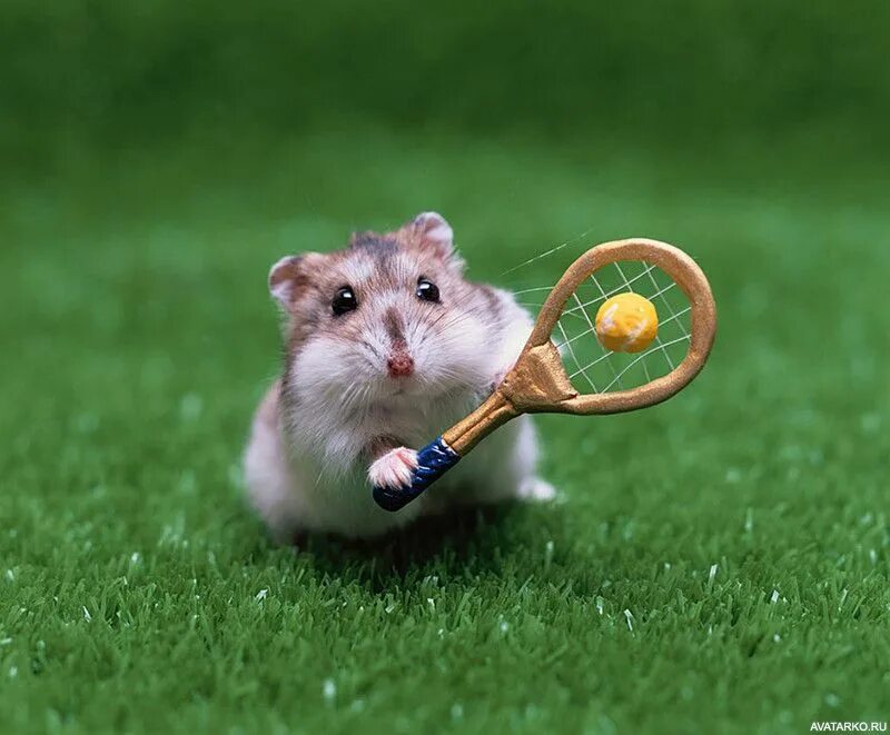 Джунгарский хомячок. Хомяк породы джунгарик. Hamster dzen. Дзен хомяк. Вязалки веселого хомяка дзен.