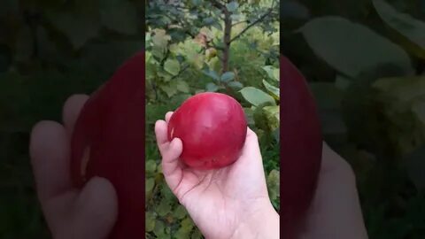 Яблоня время