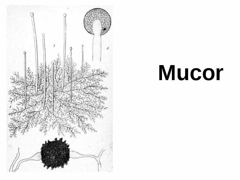 Гриб мукор биология. Мукор муцедо. Мукор рисунок. Мукор строение. Mucor схема.