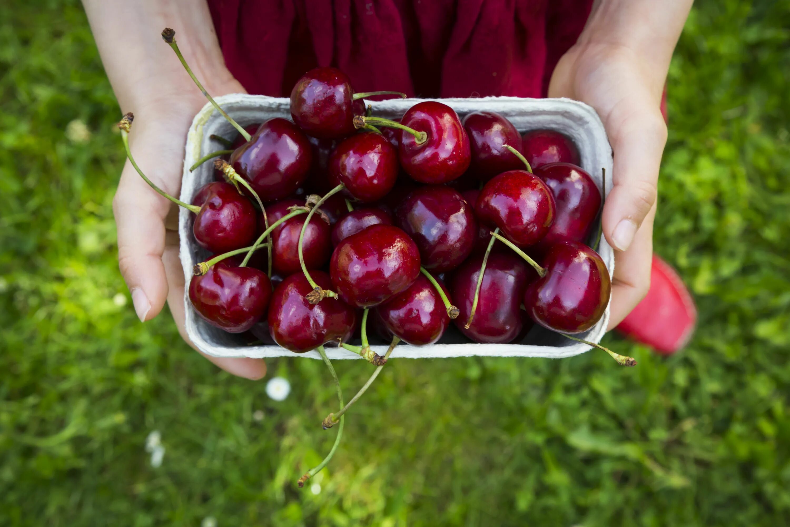 Cherry hack. Гилас это черешня. Черешня стаккато. Вишня и черешня. Гилас фрукт.