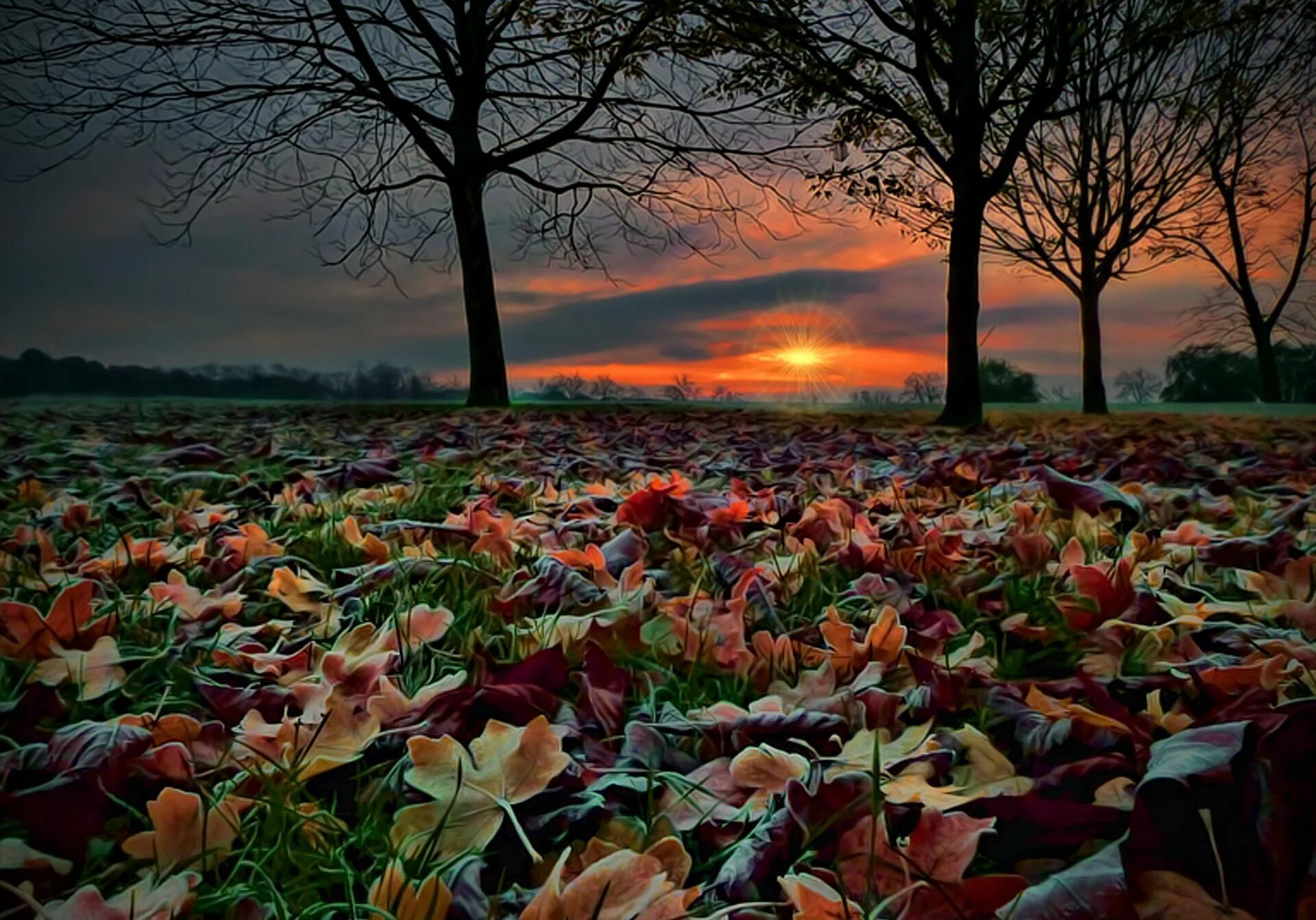 Красивая ноябрьская ночь. Осенний закат. Осень закат. Осенние цветы в лесу. Красивый осенний закат.