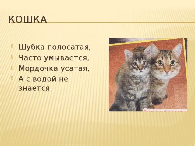 Часто умывается а с водой не знается. Почему кошки часто умываются. Мордочка усатая шубка полосатая часто умывается а с водой не знается. Почему кошки так часто умываются. Кошечка усатая шубка полосатая.