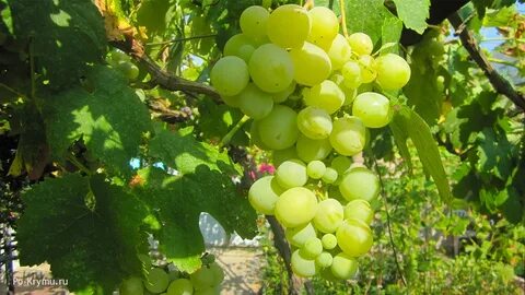 Сорта винограда в крыму