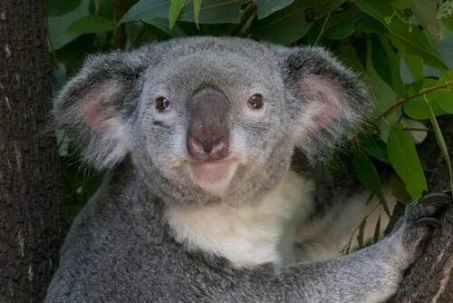 Субтропические леса австралии животные. Влажные вечнозеленые тропические леса растения. Растительность влажных тропических лесов австралии. Древесный кенгуру валлаби. Животные влажных лесов австралии.