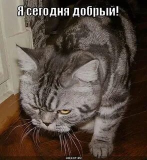 Братка постой куда спешишь