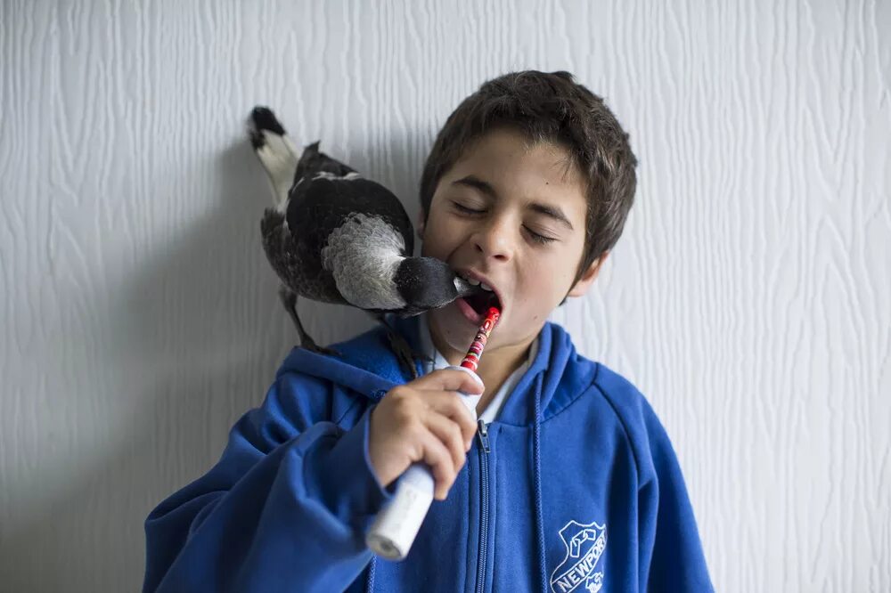 мальчик с голубем. ваня юдин, россия, 2008. карнавал животных. мальчик любит животных и птиц. мальчик и птица волгоград афиша.